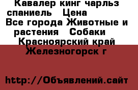 Кавалер кинг чарльз спаниель › Цена ­ 40 000 - Все города Животные и растения » Собаки   . Красноярский край,Железногорск г.